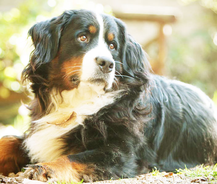 Berner Sennen SJONOUHOF bernerkennel hondenkennelnederland Berner Sennen SJONOUHOF bernerkennel hondenkennelnederland