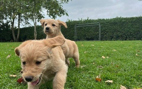 Sjonouhof Labradoodles 01