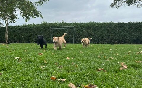 Sjonouhof Labradoodles 02