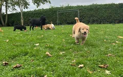 Sjonouhof Labradoodles 04